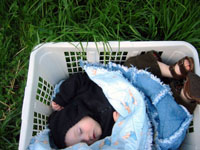 Eliot sleeps in a laundry basket near the garden