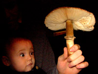 Eliot and a shaggy parasol mushroom